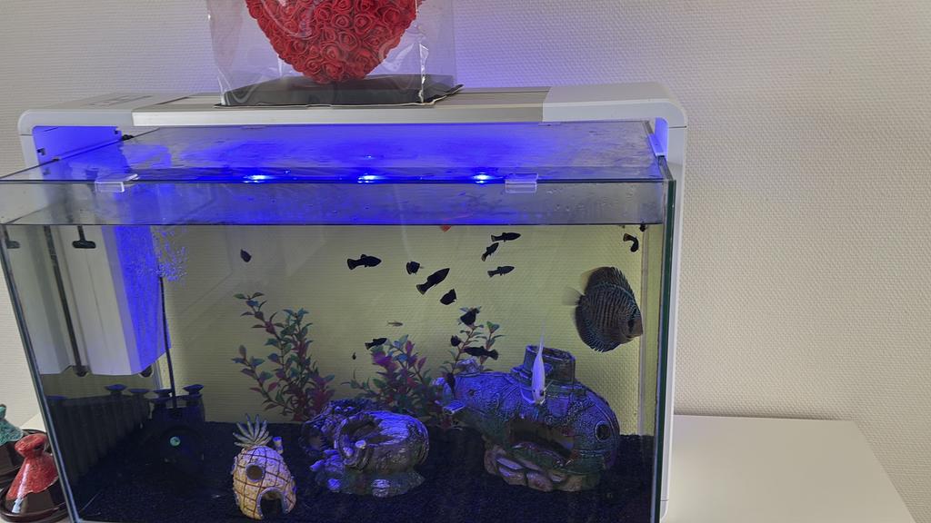 Aquarium met vissen te koop, Ophalen of Verzenden, Zo goed als nieuw