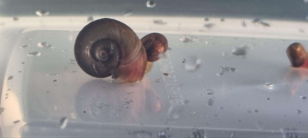 Posthoorn slakken, Dieren en Toebehoren, Ophalen of Verzenden, Nieuw, Overige typen