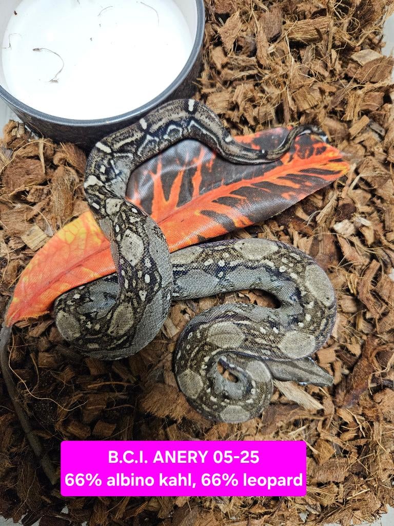 Boa Constrictor Afgodslang, Dieren en Toebehoren, Slang, 0 tot 2 jaar