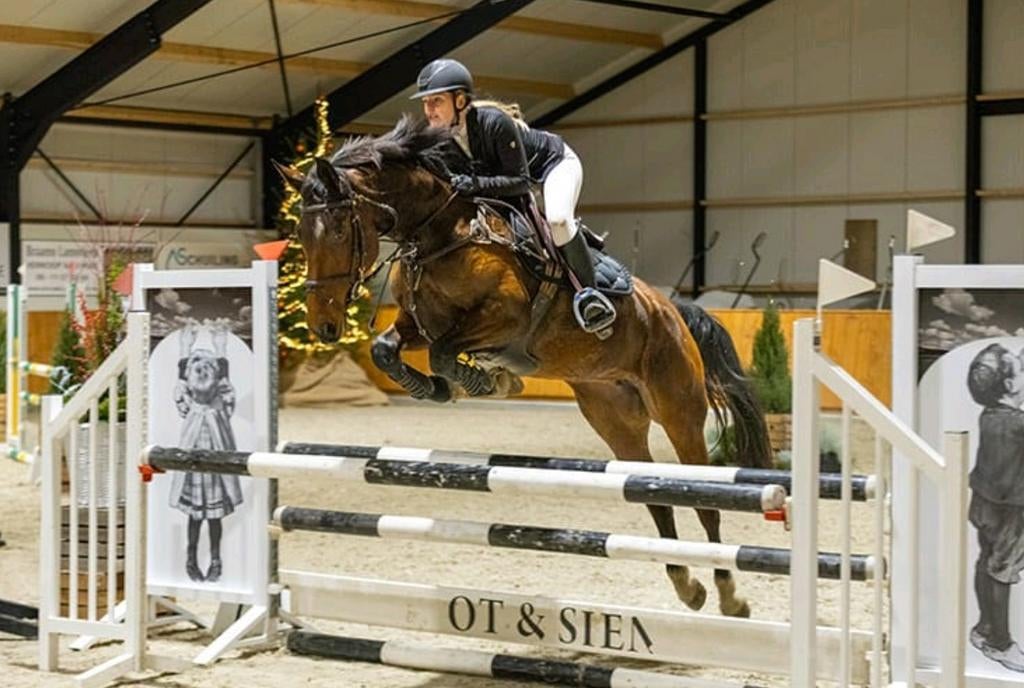 Lieve KWPN merrie springpaard, Merrie, Springpaard, Met stamboom, L