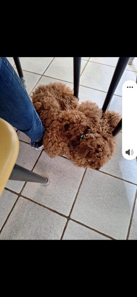 Poedel middelslag, Dieren en Toebehoren, Poedel, Parvo, 8 tot 15 weken, Meerdere