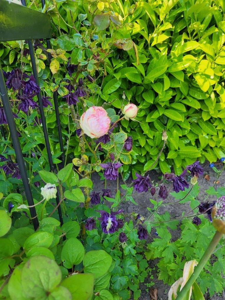 Zaden dieppaarse akelei, Verzenden, Volle zon