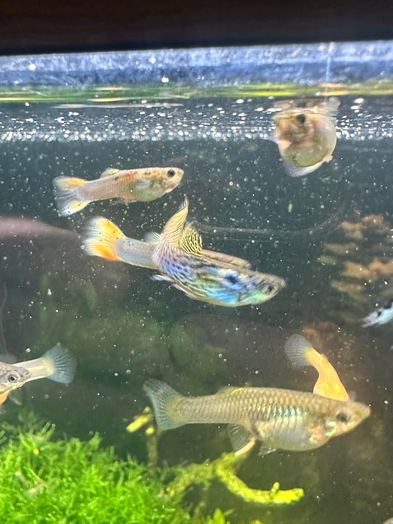 guppy’s, Dieren en Toebehoren, Vissen | Aquariumvissen, Vis