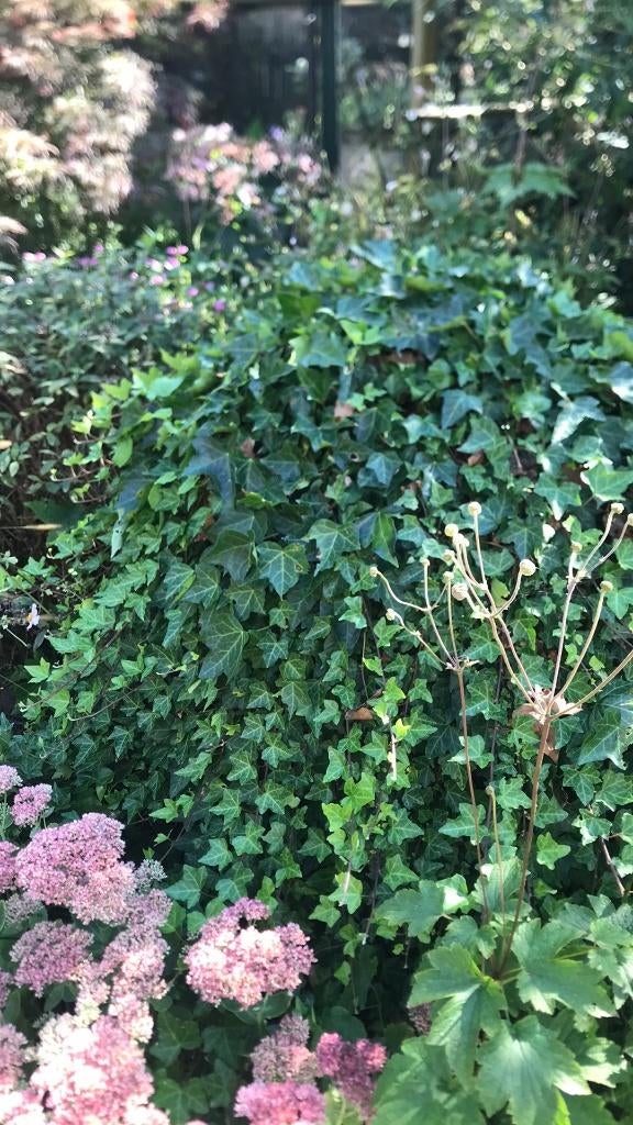 Klimop, Hedera helix vaste planten, Vaste plant, Ophalen of Verzenden, Halfschaduw, Klimplanten