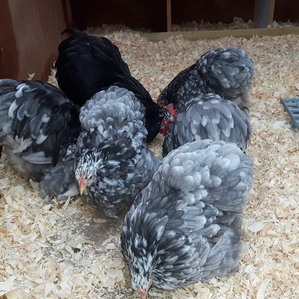 Cochin kriel broedeieren meerdere kleuren zie omschrijving., Dieren en Toebehoren, Pluimvee, Geslacht onbekend, Kip