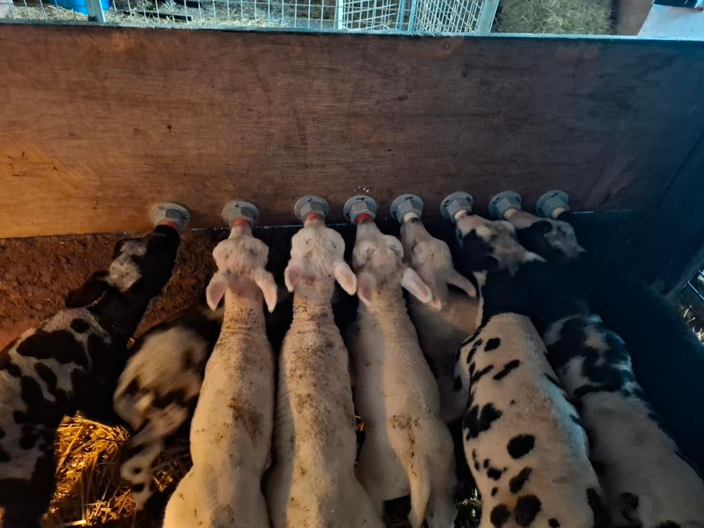 fleslammeren paplam leblam schapen, Dieren en Toebehoren, Vrouwelijk, Schaap, 0 tot 2 jaar