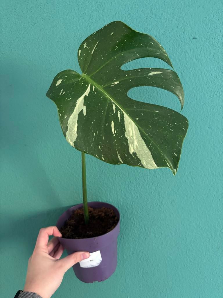 Monstera Thai Constellation stekje, Huis en Inrichting, Kamerplanten, Groene kamerplant, Ophalen of Verzenden, Halfschaduw, Minder dan 100 cm