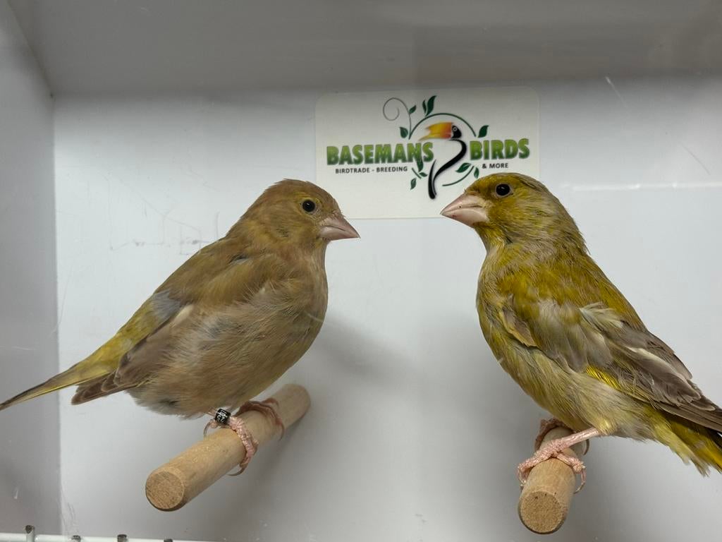 Bruine groenling - chloris chloris, Dieren en Toebehoren, Meerdere dieren, Wildzangvogel, Geringd
