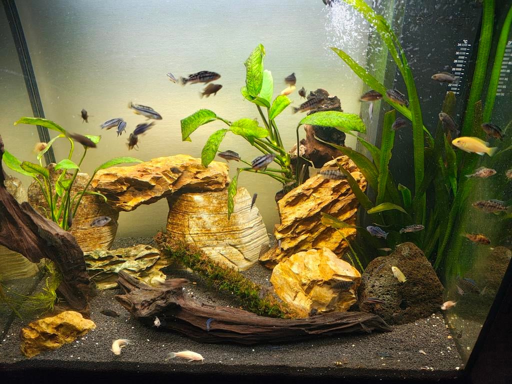 Malawi mbuna cichlide, Dieren en Toebehoren