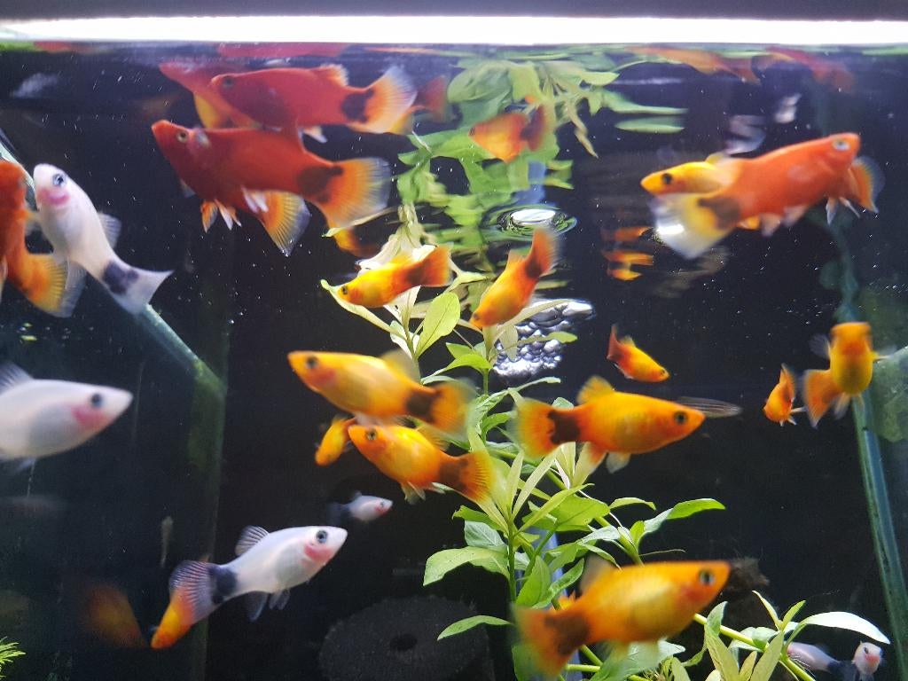 Hobbyaquarium alle platy uitzoeken, Vis, Zoetwatervis, Schoolvis