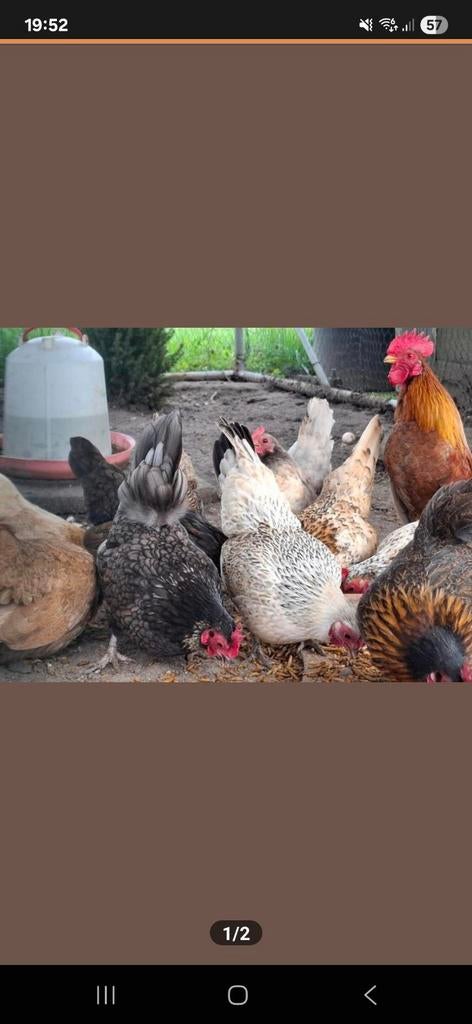 26x Serama broedeieren, Dieren en Toebehoren, Geslacht onbekend, Kip