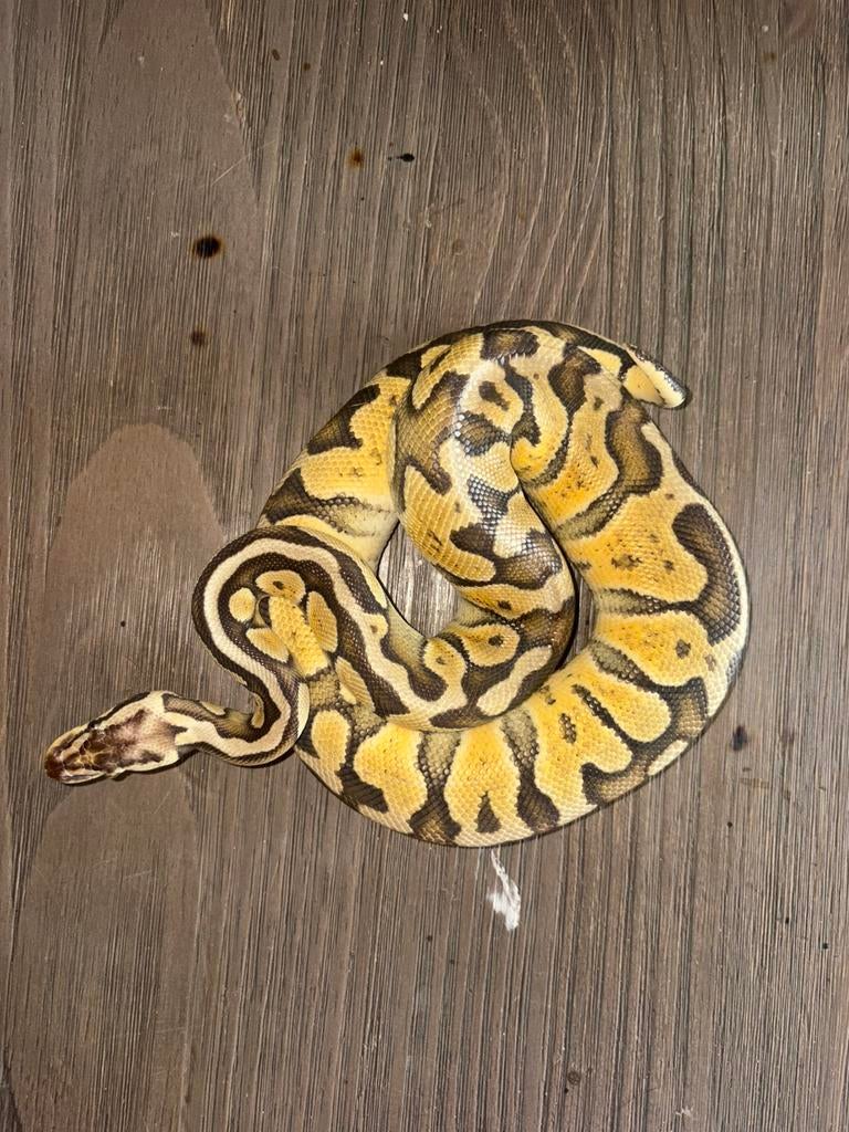 Koningspython vrouwtje Ball Python - female for sale from samuel vb