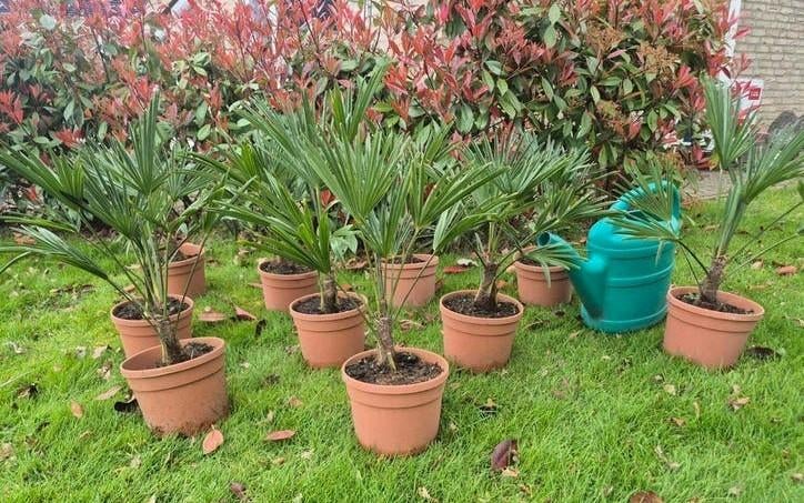 Palmboom Trachycarpus Wagnerianus wagnerpalm winterhard, Lente, Minder dan 100 cm, Palmboom, Ophalen