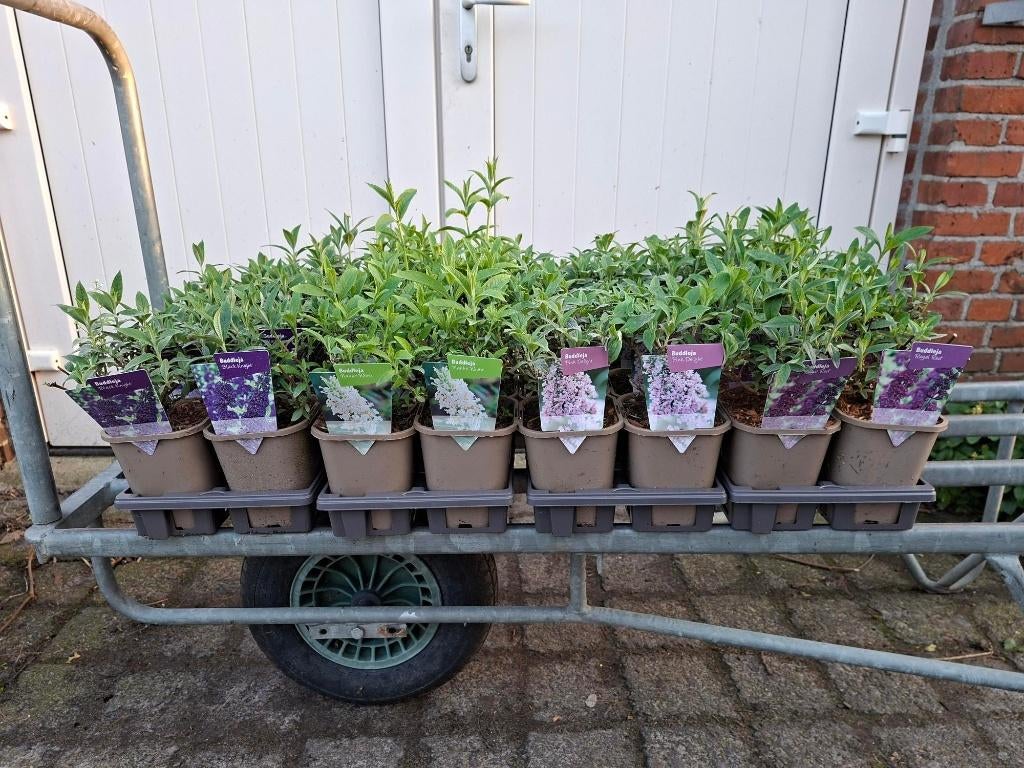 Mooie soorten Buddleja (Vlinderstruik) in pot!, Tuin en Terras, Planten | Struiken en Hagen, Ophalen, Vlinderstruik, Minder dan 100 cm