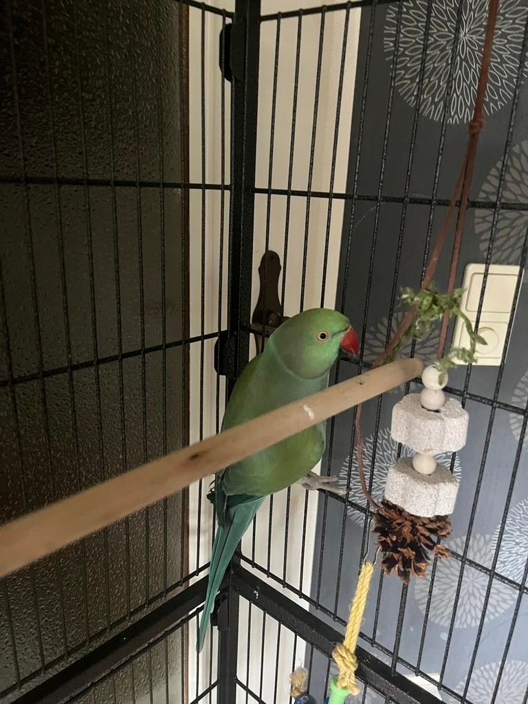 Halsbandparkiet te koop, Vrouwelijk, Parkiet, Tam