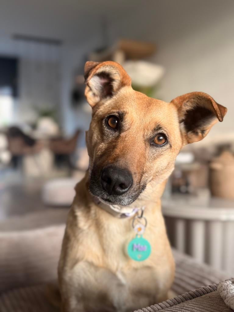 Mae verblijft in Zuid Limburg!, Particulier, Rabiës (hondsdolheid), Buitenland, Teef