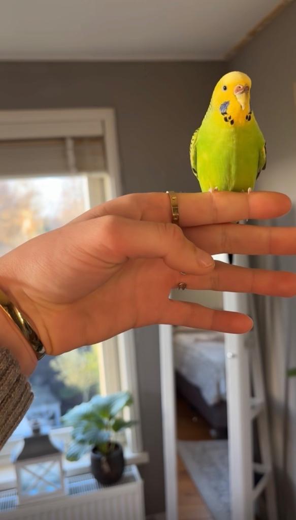 GEZOCHT!! Bevruchte grasparkiet eitjes, Vrouwelijk, Parkiet