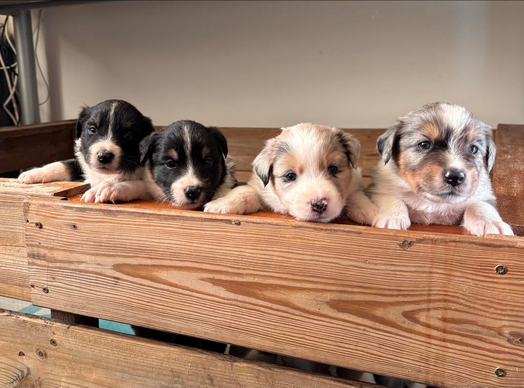 Pups Border Collie x Australian Shepherd geboren op 6 maart, 8 tot 15 weken, Collie, Parvo, Meerdere