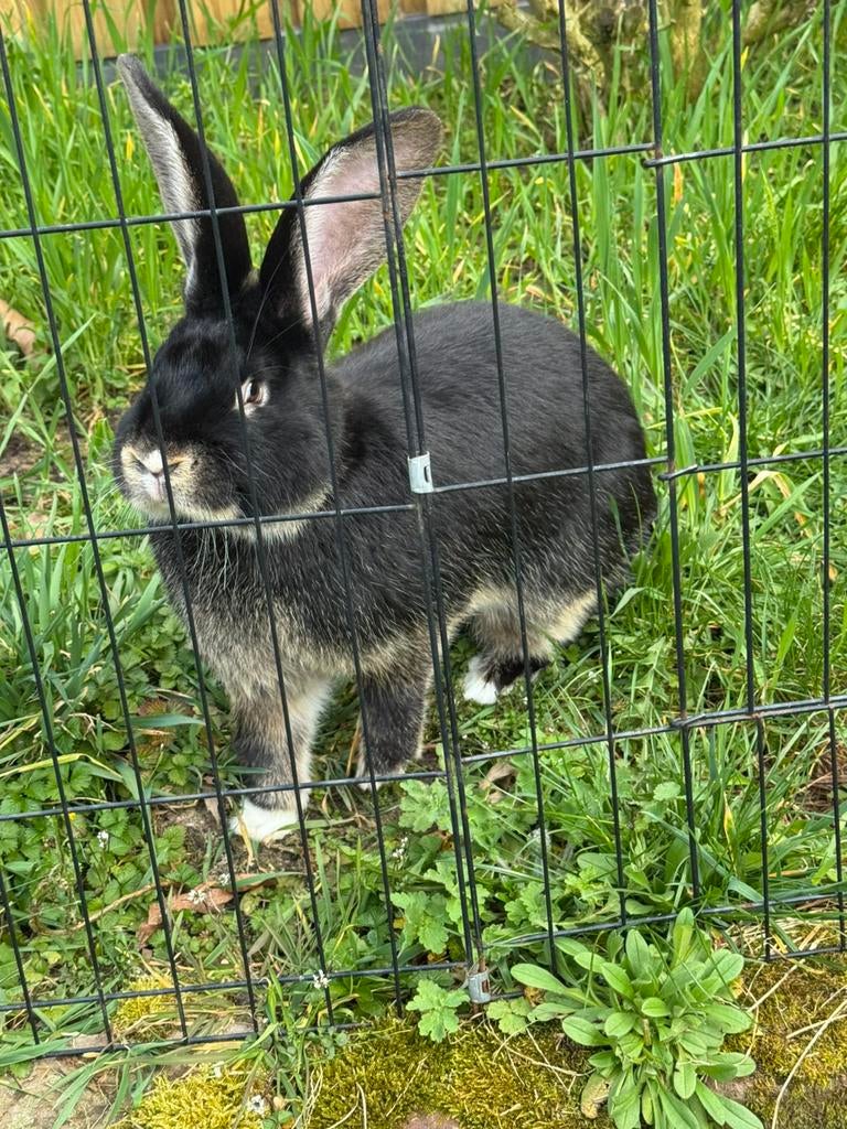 Duitse reuzen ram, Mannelijk, Groot, 0 tot 2 jaar