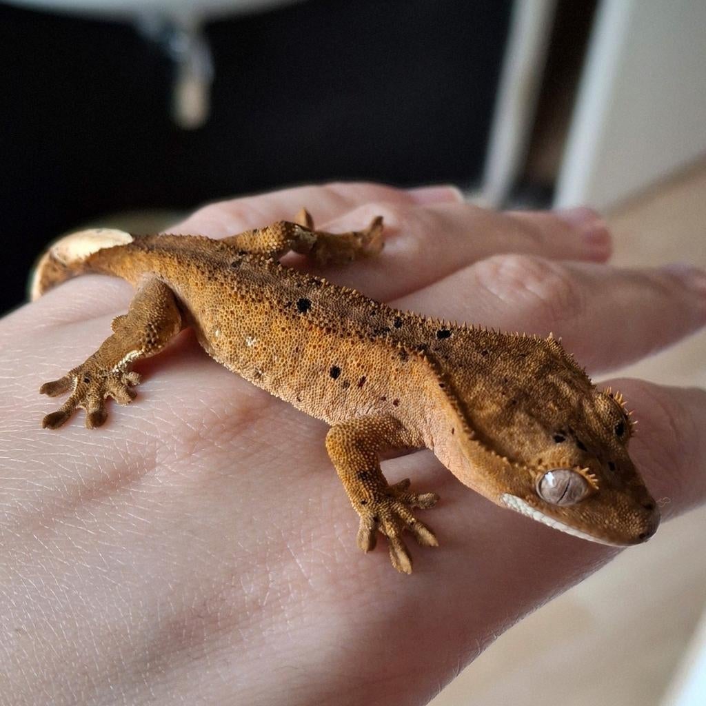 Dalmatian wimpergekko/crested gecko man (1.0) Crested Gecko - male for sale from Lotus' Creatures