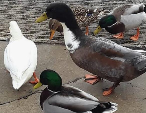 wilde eend pulletjes gezocht, Mannelijk, Eend