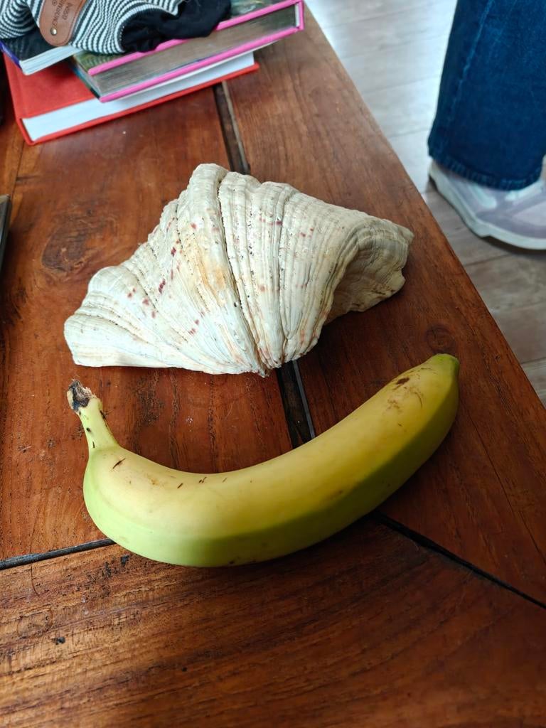 Grote schelp, Ophalen of Verzenden