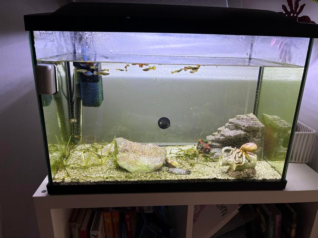 Aquarium incl guppies, Dieren en Toebehoren, Ophalen, Gevuld zoetwateraquarium