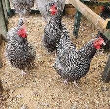 Mechelse Koekoek kippen., Vrouwelijk, Kip