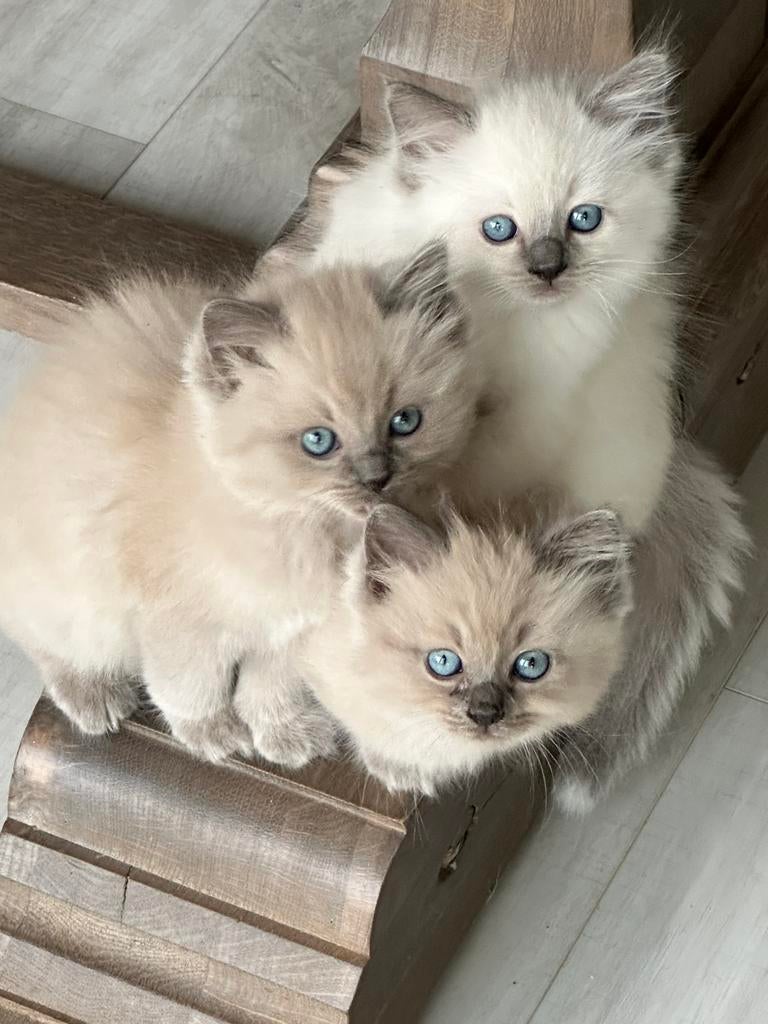 Volle Ragdoll kittens! lieve knuffeldiertjes, Dieren en Toebehoren, Meerdere dieren, Ontwormd, 0 tot 2 jaar