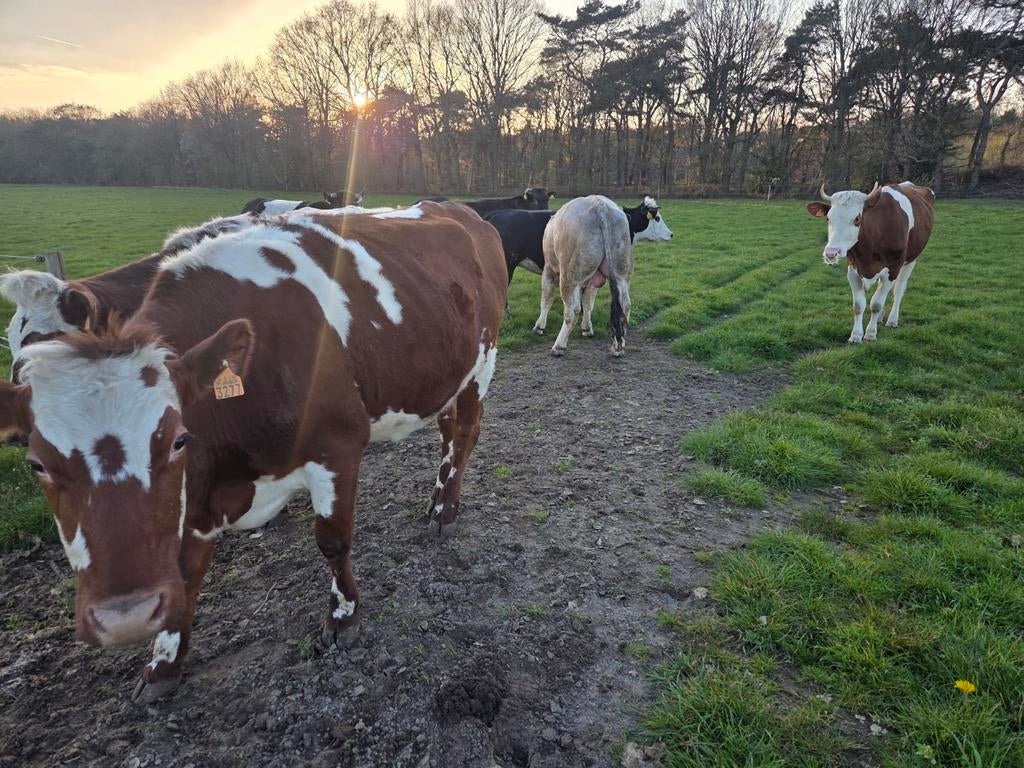 2 baggerbonte koeien, Dieren en Toebehoren, Vrouwelijk