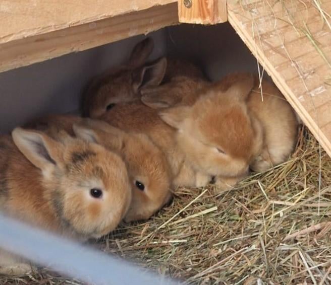 Lieve baby dwergkonijntjes (hangoor), Dieren en Toebehoren, Konijnen, Meerdere dieren, Dwerg, Hangoor