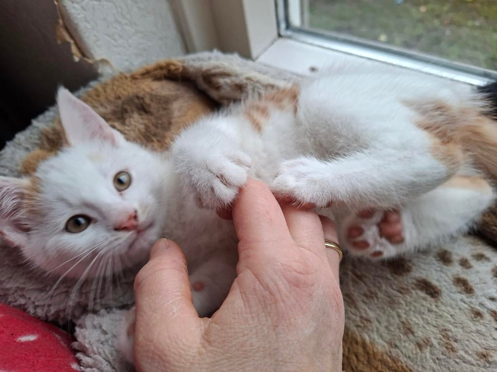 Lief en ondeugend rood/wit katertje zoekt een liefdevol huis, Dieren en Toebehoren, Katten en Kittens | Overige Katten, Kater