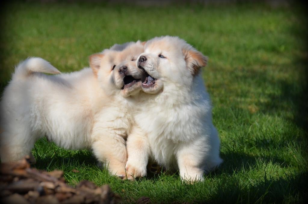 Chow Chow pups, Dieren en Toebehoren, Honden | Poolhonden, Keeshonden en Oertypen, België, 8 tot 15 weken, Parvo, Meerdere