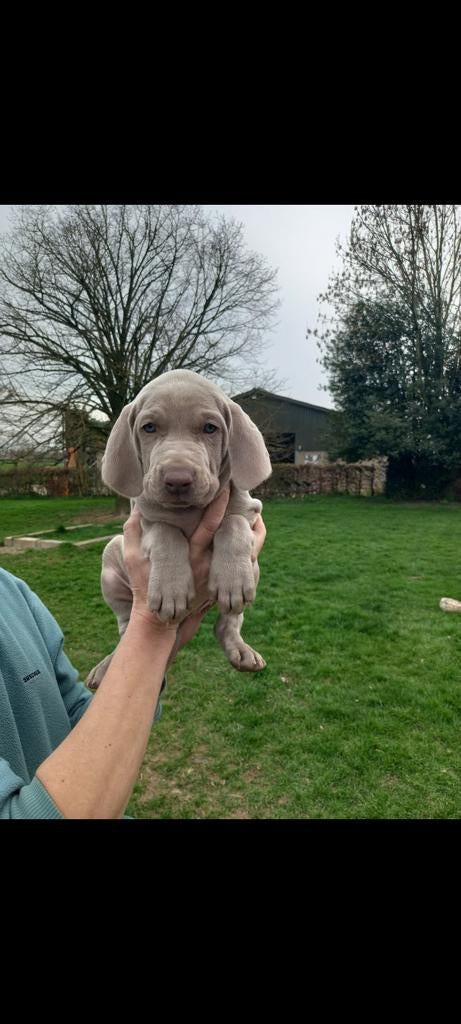 Weimaraner pups, België, Particulier, Overige rassen, 8 tot 15 weken