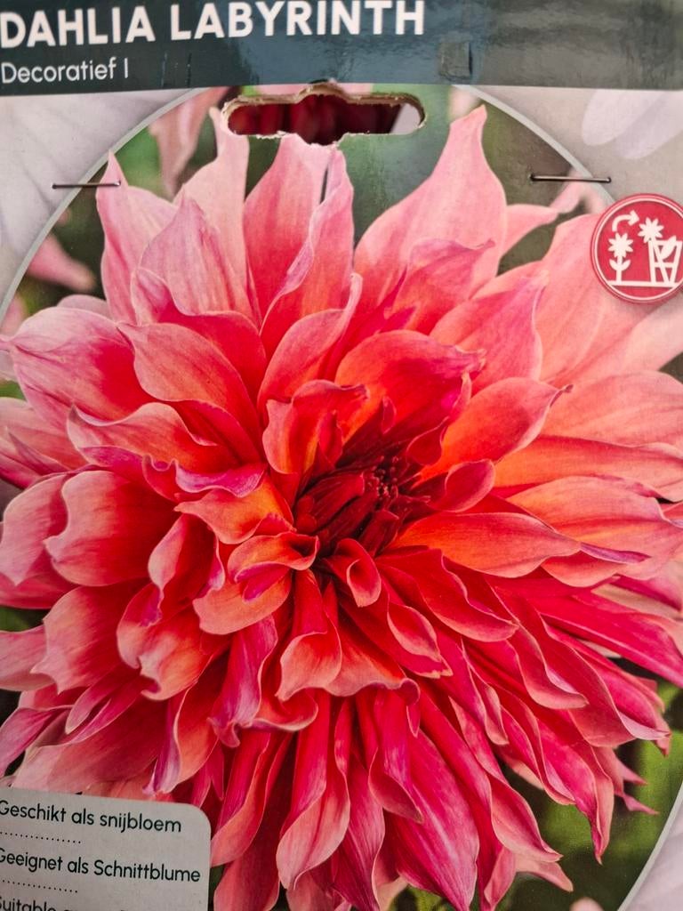 Diverse soorten dahlia knollen, Tuin en Terras, Bloembollen en Zaden, Ophalen of Verzenden, Volle zon
