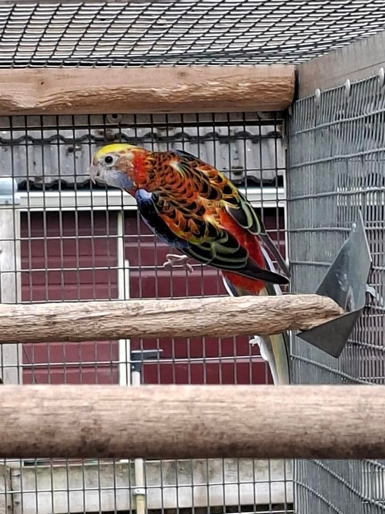 Gezocht diverse parkieten groot en klein, Dieren en Toebehoren, Meerdere dieren, Parkiet