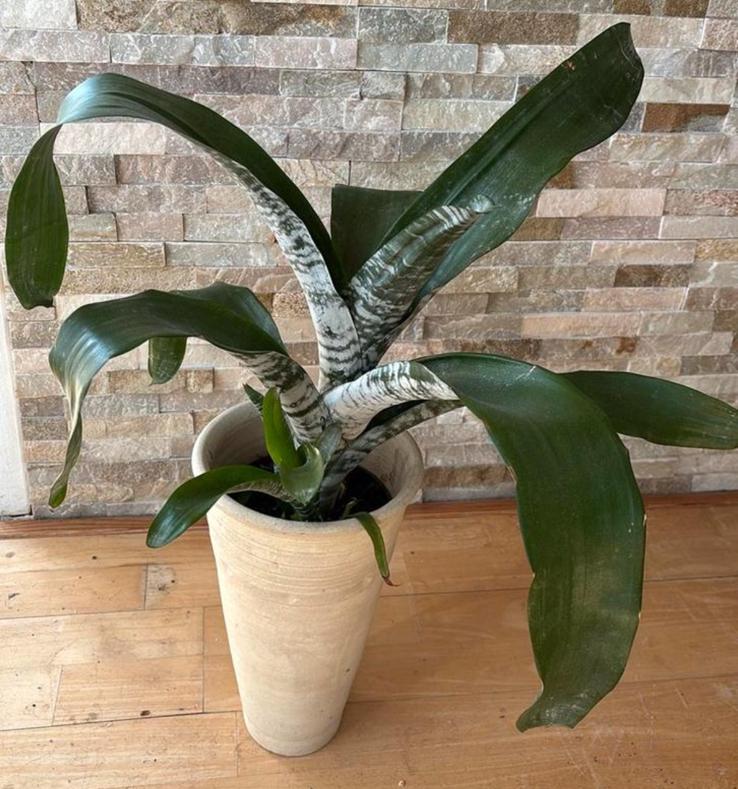 Bromelia roze in pot, Overige soorten, In pot, Minder dan 100 cm, Groene kamerplant