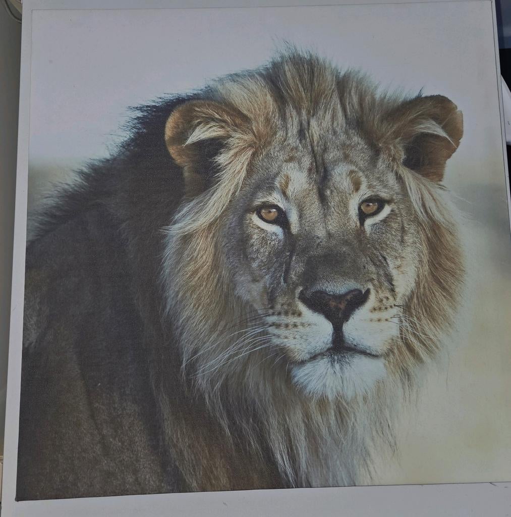 Buiten schilderij, Huis en Inrichting, Woonaccessoires | Schilderijen, Tekeningen en Foto's, Ophalen of Verzenden, Schilderij