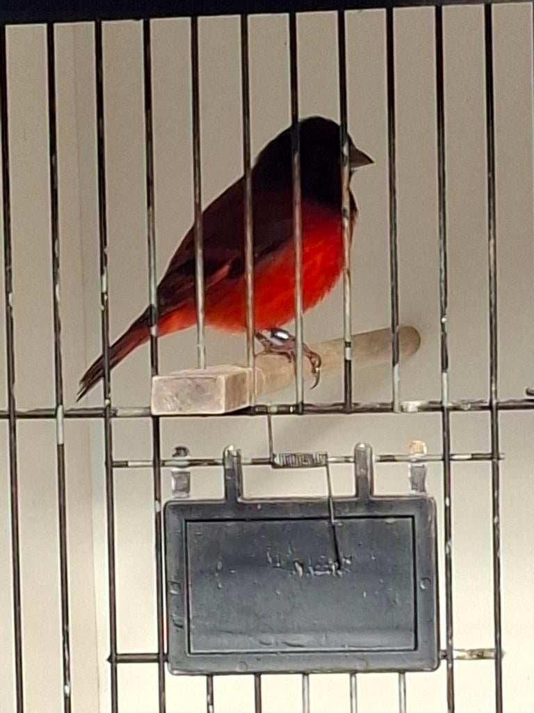 Kapoetsensijsxkanarie, Mannelijk