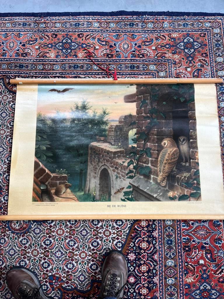 Vintage schoolplaten, Ophalen of Verzenden, Natuur en Biologie