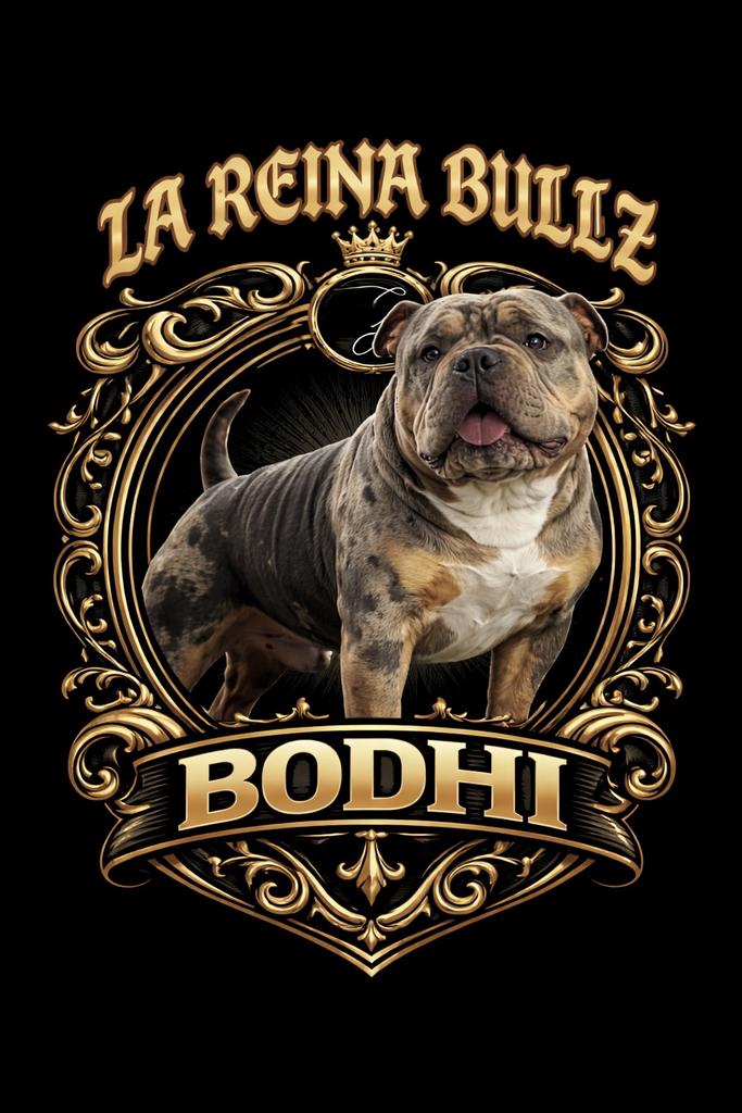 american bully pocket dekreu, Dieren en Toebehoren, Honden | Dekreuen, Reu, Particulier, Eén hond, Nederland, 1 tot 2 jaar, CDV (hondenziekte)