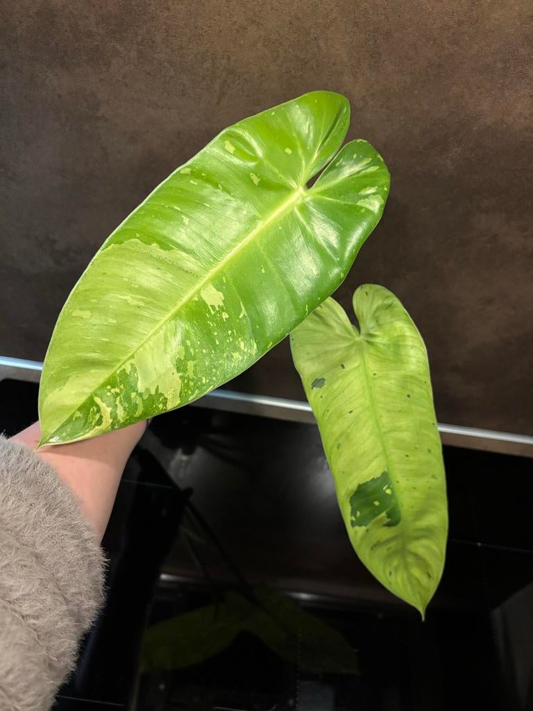 Philodendron Jose buono stek, Overige soorten, Minder dan 100 cm, Groene kamerplant, Halfschaduw