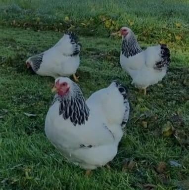 Te koop 1 haan 3 hennen wyandotte columbia wit, Dieren en Toebehoren, Meerdere dieren, Kip