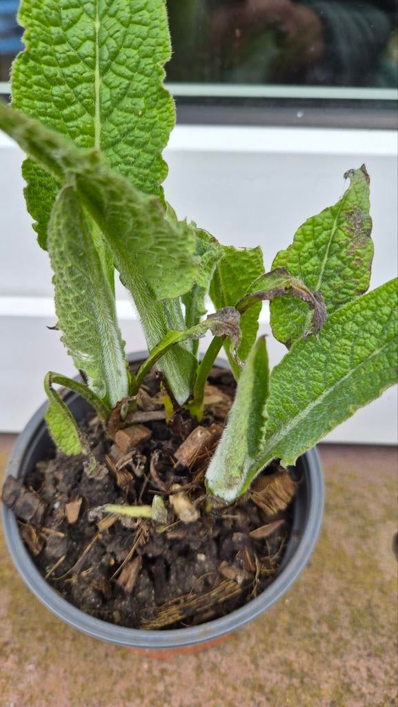 Russische smeerwortel/bocking 14, Tuin en Terras, Planten | Tuinplanten, Ophalen, Eenjarig, Overige soorten, Volle zon