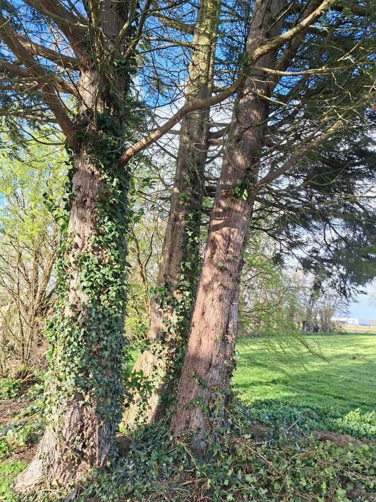 Gratis haardhout, Tuin en Terras, Minder dan 3 m³, Ophalen of Verzenden