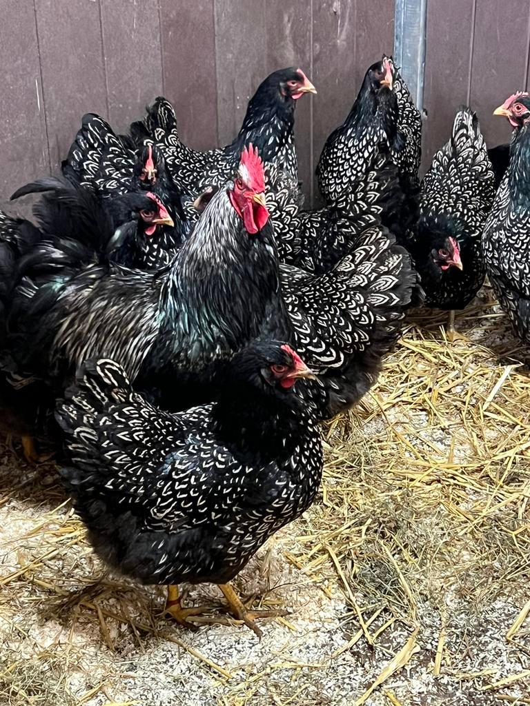 Broedeieren van barnevelder zwart zilver dubbel gezoomd, Dieren en Toebehoren, Pluimvee, Geslacht onbekend, Kip