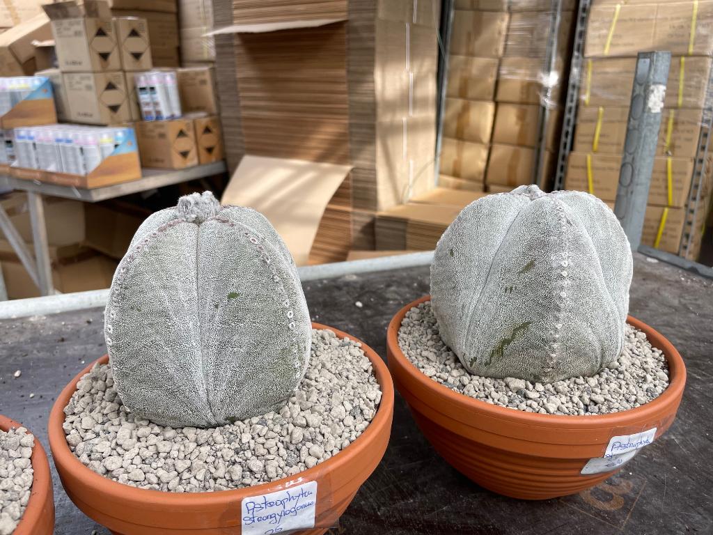 Cactus Astrophytum Myriostigma Strongylogonum 19 cm schaal, Ophalen of Verzenden, Minder dan 100 cm, Bloeiende kamerplant, Volle zon