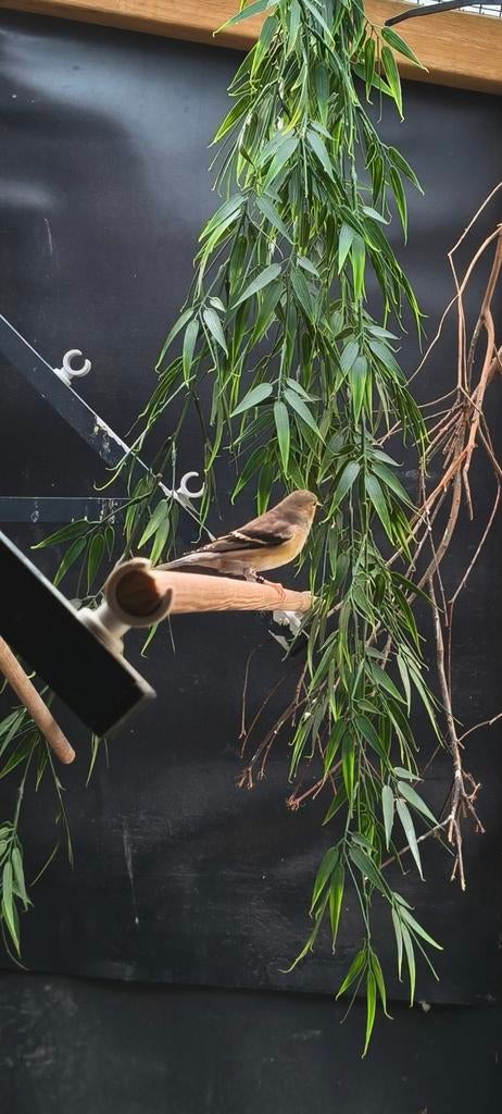 Treursijs pop 2025, Vrouwelijk