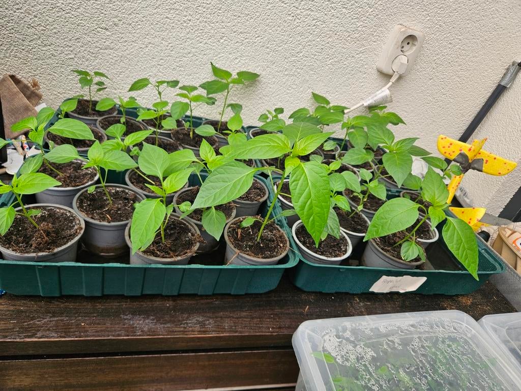 Jonge peperplantjes - rood., Ophalen, Volle zon, Groenteplanten, Eenjarig