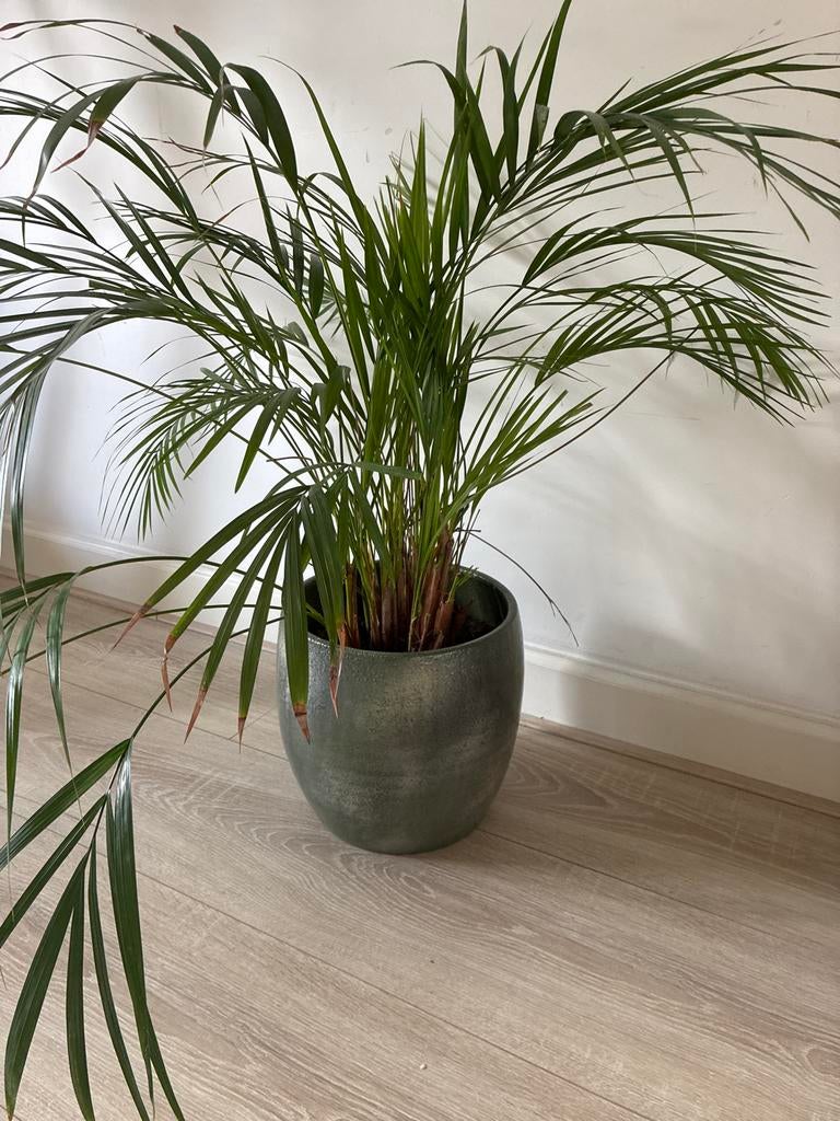 Grote Areca Palm in pot, Ophalen, 100 tot 150 cm, Palm, Halfschaduw